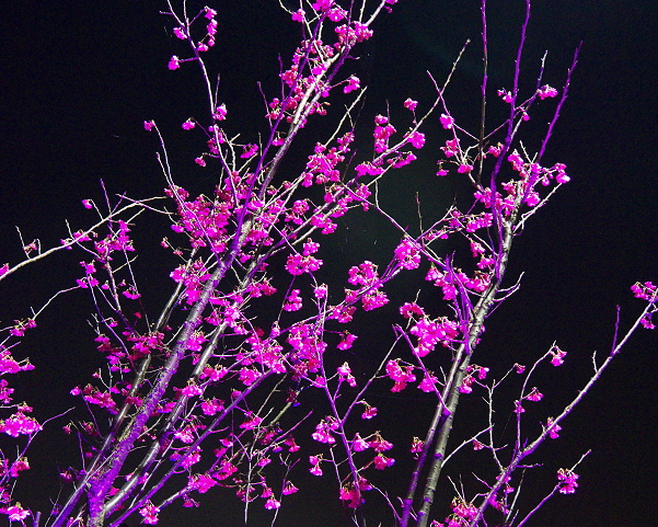 愈夜愈美麗～北投賞夜櫻