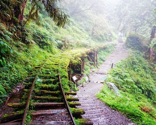 享受雲霧繚繞的森林美景，全球最美小路～宜蘭見晴懷古步道