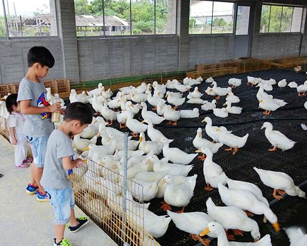 五星級清水模鴨舍餵ㄚㄚ，全鴨蛋蛋糕好好吃～宜蘭甲鳥園