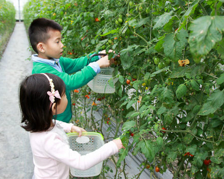 和桃太郎番茄一起打敗溫室妖怪！宜蘭大林果園