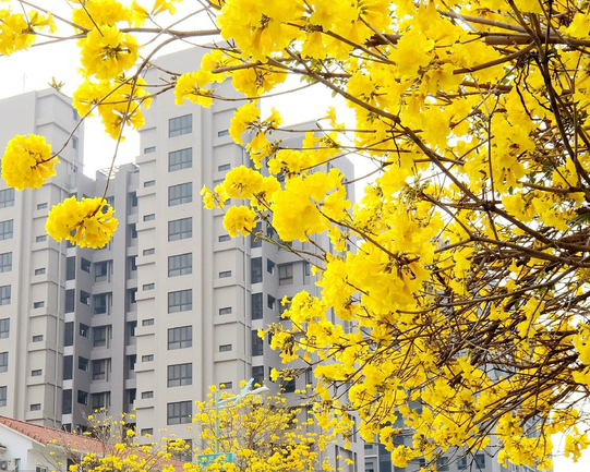 都市叢林中的小確幸，黃花風鈴木強勢登場～台中太順路