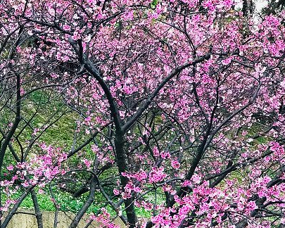 國家三級古蹟，散心、祈福兼賞櫻～桃園壽山巖觀音寺