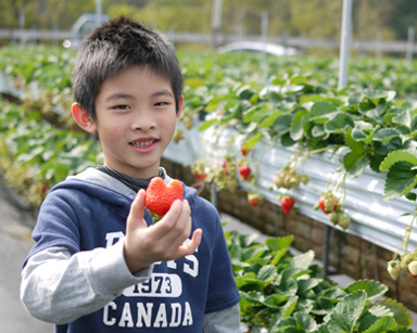 採收又紅又漂釀的草莓，大心～苗栗山頂果園農場