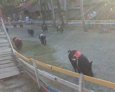 與動物近距離接觸～台南頑皮世界野生動物園