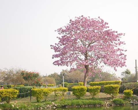 期間限定，遇見濕地中的紅花風鈴～嘉義三疊溪明華濕地生態園區