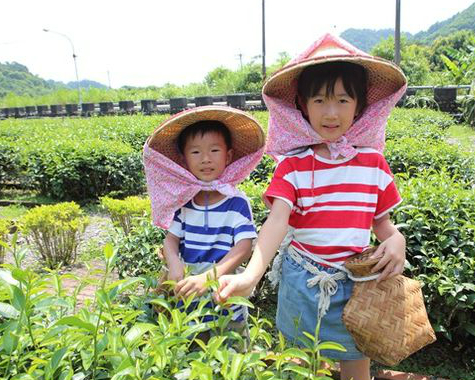 頭戴斗笠、身繋竹簍，我們採茶趣～宜蘭內山休閒茶園