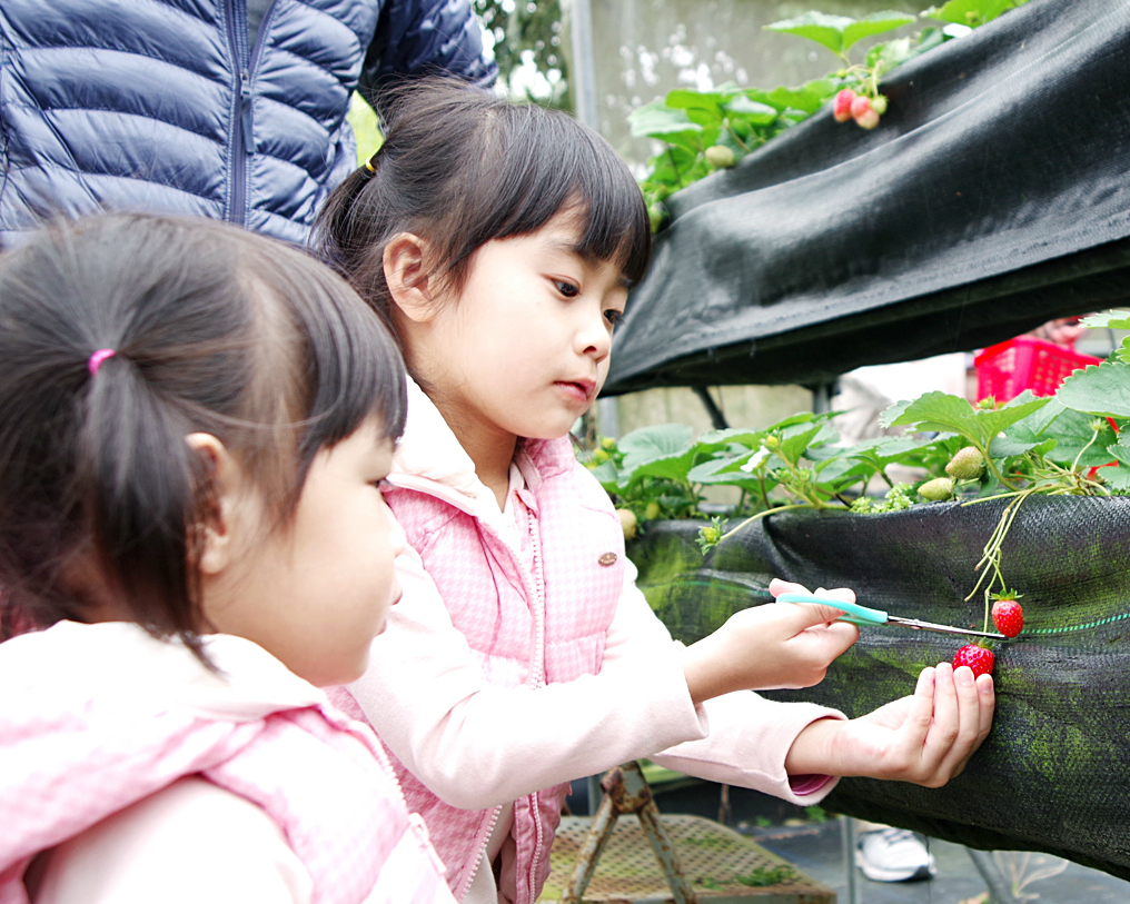 後山也能採草莓！台東親山農園