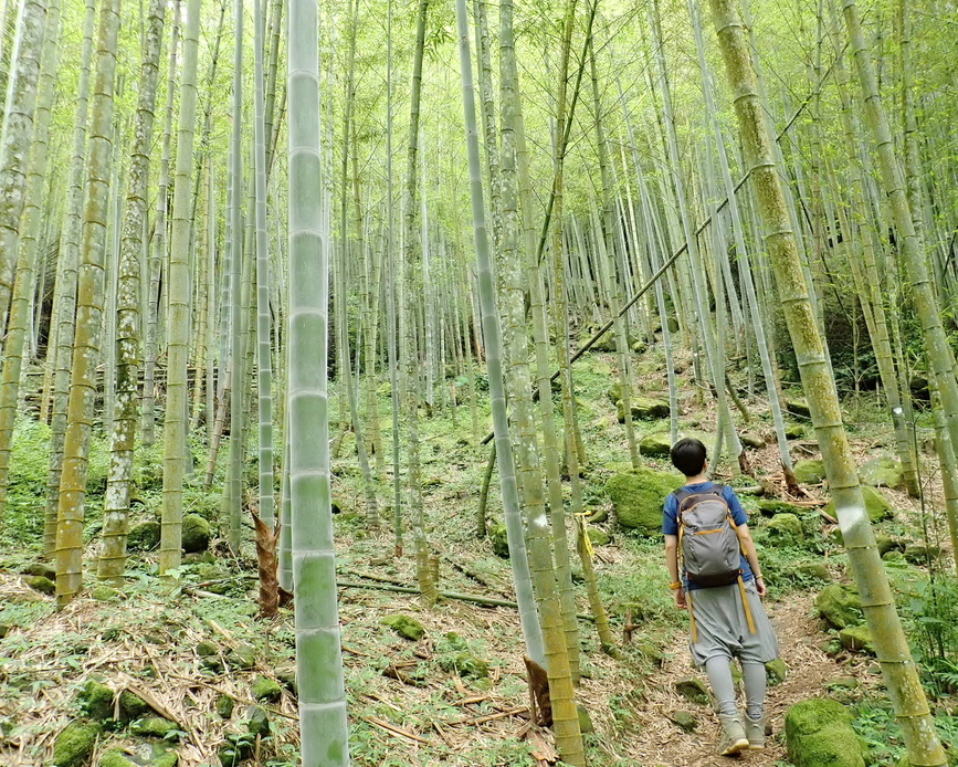 三山連登，竹林避暑小徑快活行～南投溪頭山＋竹崙山＋志騰山＋快活林(樟仔林林道)