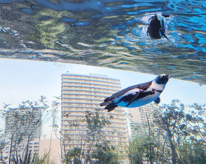飛天企鵝翱翔高樓之間，室內外展區都精采～東京池袋陽光水族館Sunshine Aquarium