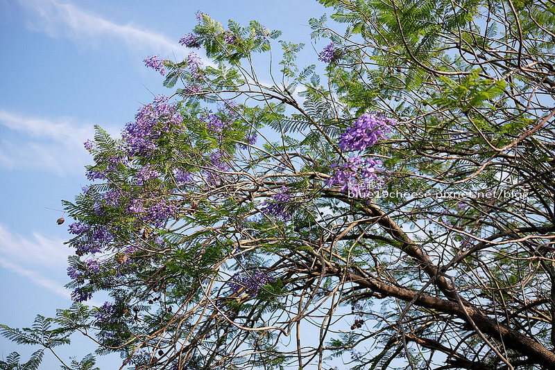 全台唯一藍花楹隧道，藍紫色花朵浪漫盛開～嘉義圓林仔社區