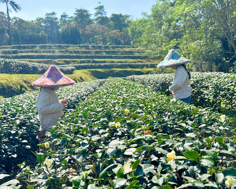 期待火金姑放閃，採茶姑娘賞花趣～新店新北市農會文山農場