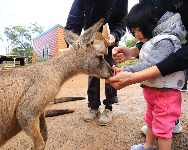 與袋鼠的第一次親密接觸～澳洲Bonorong Wildlife Sanctuary