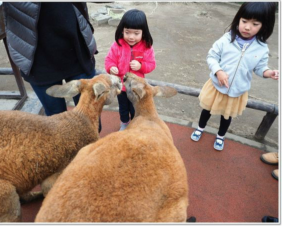 是去看動物還是被動物看？另類的動物餵食體驗～九洲自然動物公園