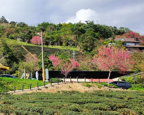 茶園飄出櫻花香，山櫻×八重×紅粉佳人～宜蘭玉蘭茶園