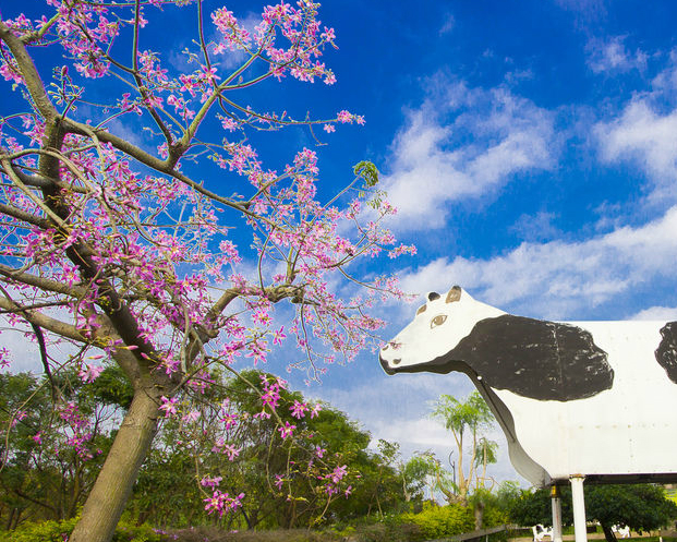 美人櫻美麗綻放，無料入園適合親子同遊～彰化日月山景休閒農場