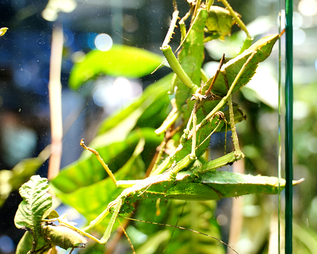 眾裡尋牠千百度，那蟲卻在枝幹斜掩處～新竹台灣昆蟲館新竹館