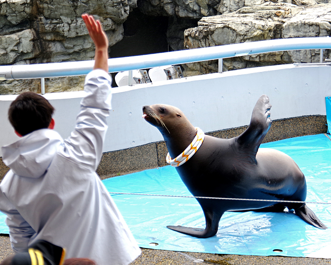 海洋明星表演秀，近距離與海豚玩耍～九州大分海洋宮殿水族館海之卵