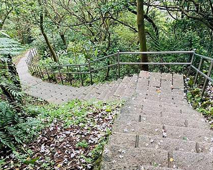 油桐花染白階梯步道，30分鐘登頂小百岳～汐止大尖山登山步道