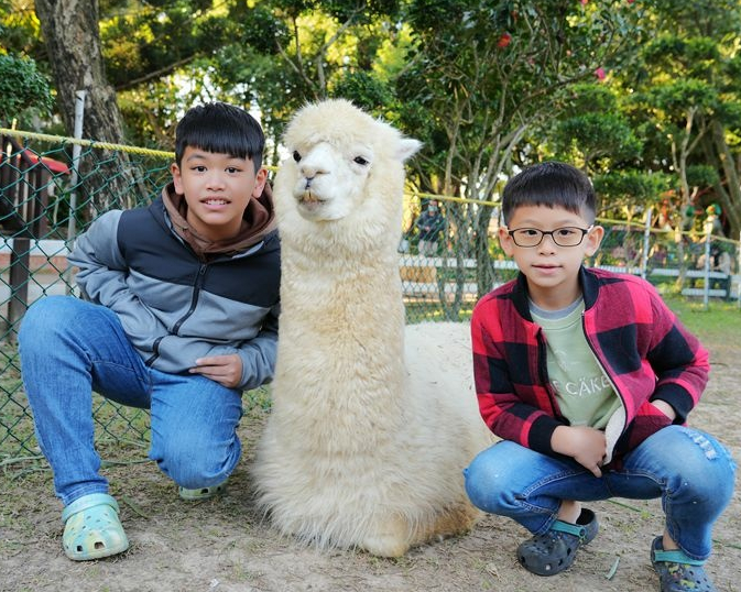 親近動物、享受美食，雙重願望一次滿足～桃園羊世界牧場＆勇伯台灣羊餐廳