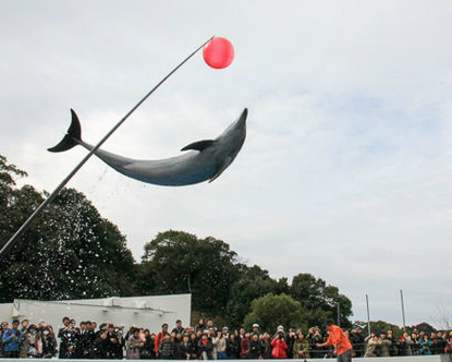 挖珍珠、看海豚，體驗海洋生物零距離～長崎西海国立公園九十九島水族館海きらら