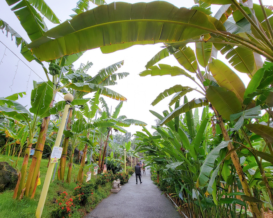 全台唯一山蕉生態園區，百種蕉苗大開眼界～南投Jijibanana集元果觀光工廠