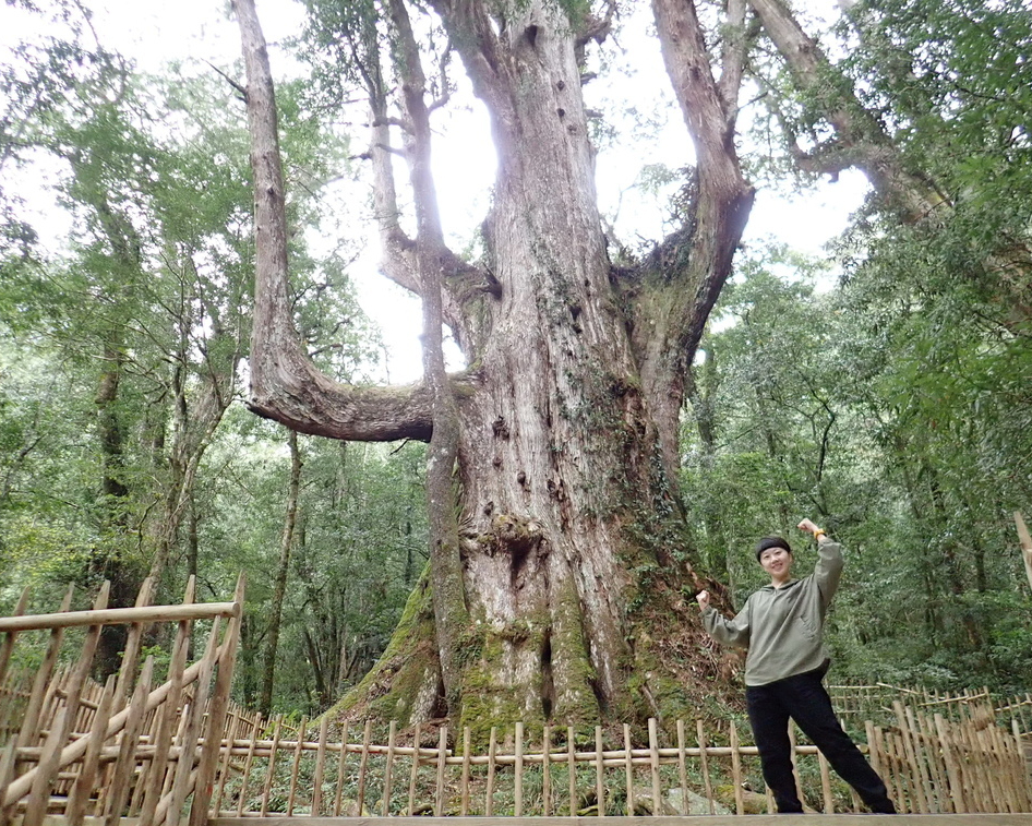Yaya Qparung，如同巨人頂天矗立、如同母親溫柔擁抱～新竹司馬庫斯巨木群步道