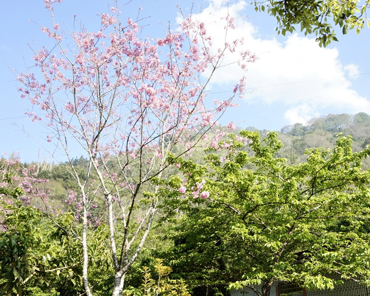 賞櫻採青梅，跟孩子野營趣～南投烏松崙張家堡森林梅園