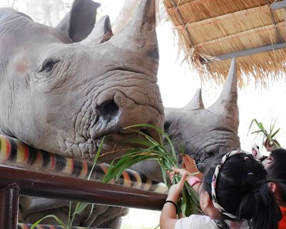 餵犀牛、餵大象，親近動物零距離～泰國Khao Kheow Open Zoo