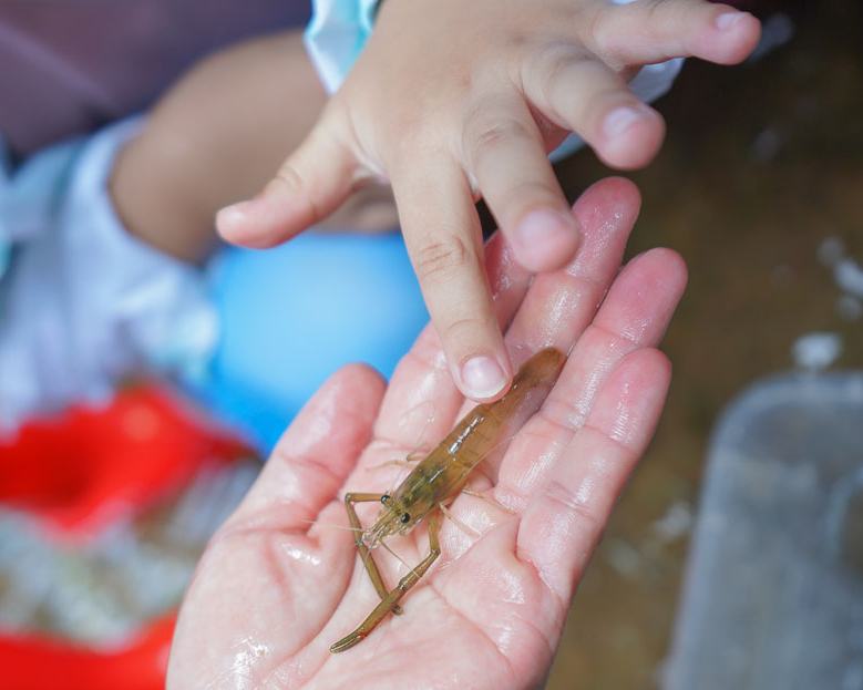 在地魚蝦生態探索，幼幼版溯溪好好玩～南投桃米休閒農業區