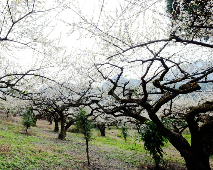 老梅樹枝蒼勁有力，賞梅秘境NO.1～南投外坪頂(桐林社區坪仔頂)