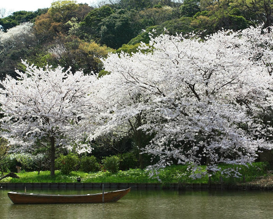 湖光水色，櫻花滿開～橫濱三溪園