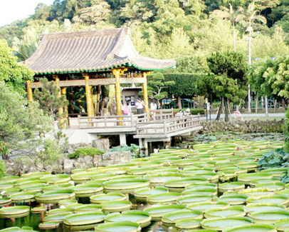 滿滿大王蓮，水榭樓台、古風庭園探險趣～台北雙溪公園