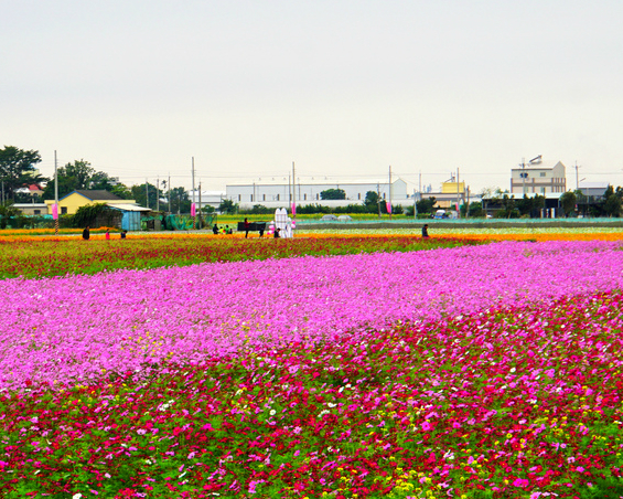 雲林花海節 繽紛花毯迎新春 2017 01 14 2017 02 03 景點 親子旅遊 Kidsplay親子就醬玩