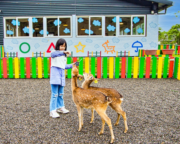 水汪汪大眼萌翻天，梅花鹿、迷你驢互動餵食～宜蘭斑比山丘Bambi Land