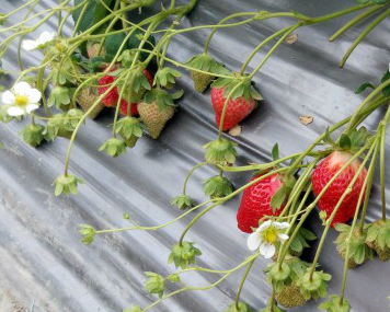 無農藥草莓，享受甜蜜滋味更安心～南投納豆草莓園