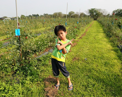 大花農場：採有機玫瑰花、吃玫瑰餐！