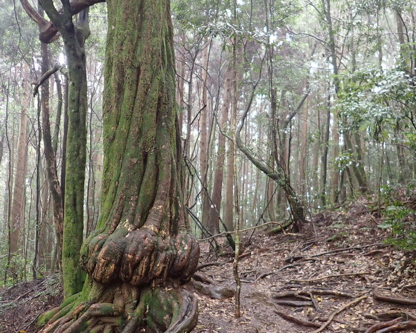 杉木參天，雲霧中漫行天然森林步道～新竹雪霸休閒農場野馬瞰山