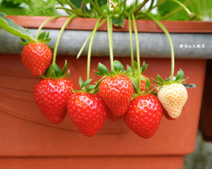 賞櫻×觀景×採草莓，春日小旅一氣呵成～台北黃文成草莓園