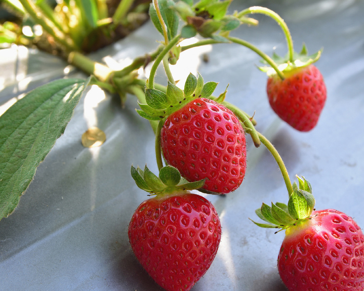 採草莓、吃草莓，品嘗冬日莓好時光～台中草莓世界