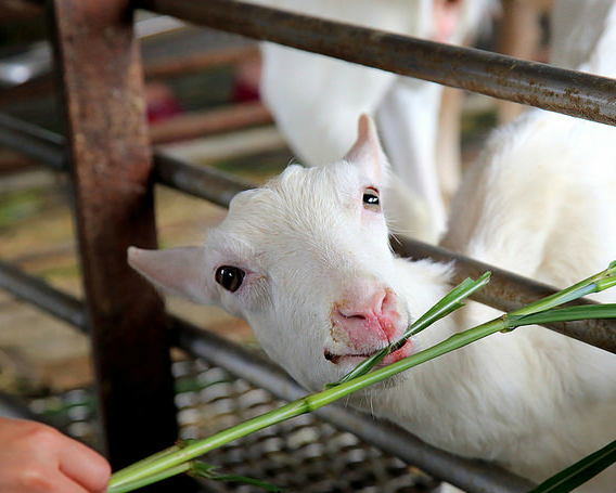 近距離接觸，孩子與小動物渡過歡樂時光～宜蘭宜農牧場