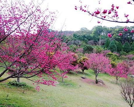 秘境賞櫻，奼紫嫣紅美不勝收～苗栗蓮臺山妙音淨苑