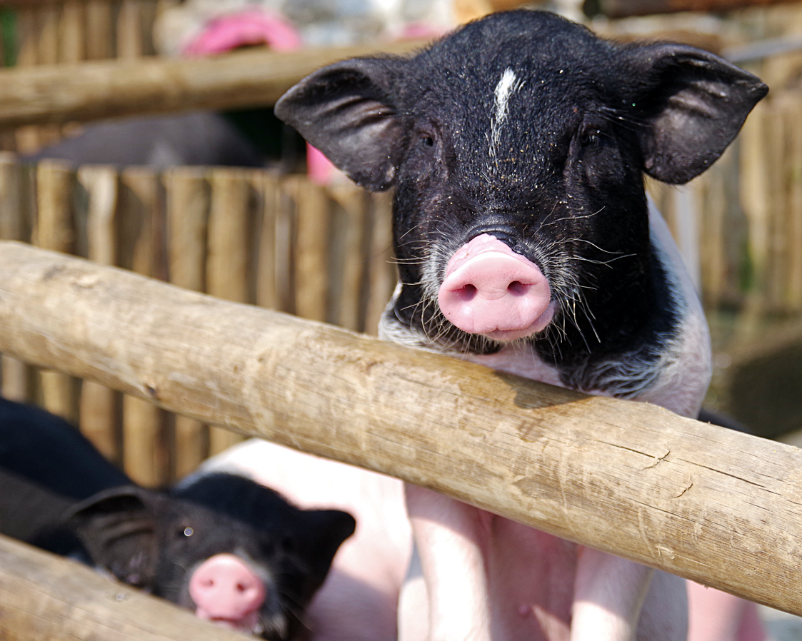騎水牛、抱小豬，療癒系動物農場～宜蘭心心農家樂