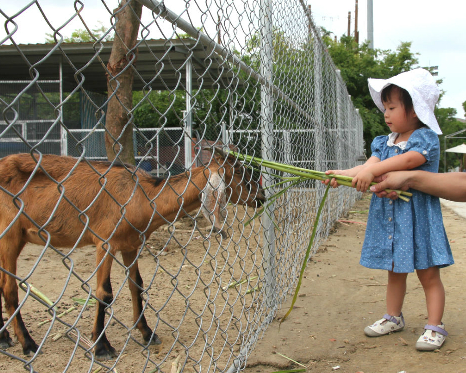用食物和小動物交個朋友吧～台南樹谷農場