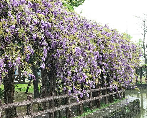 紫色瀑布捎來春天消息～桃園大湖紀念公園