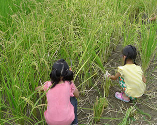小小農夫割稻趣～淡水幸福農莊