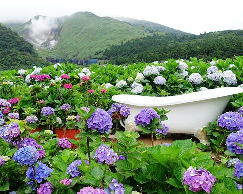 山嵐輕煙為景，沐浴滿滿繡球花海中～台北花谷海芋園