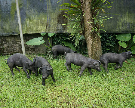 全台第一家以豬為主題的休閒農場：宜蘭三星天山農場