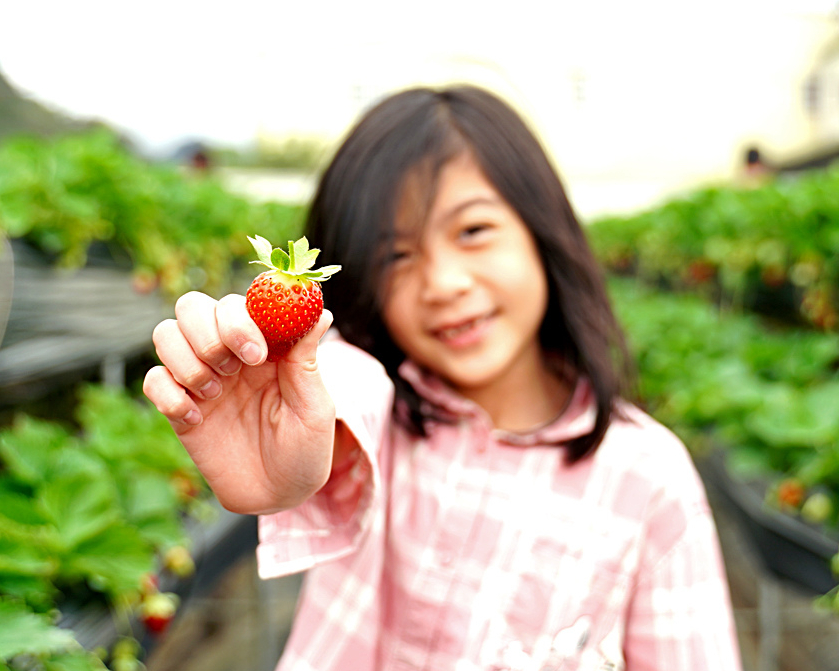 採草莓小心失心瘋，飯後水果就決定是你了～苗栗阿松高架草莓園