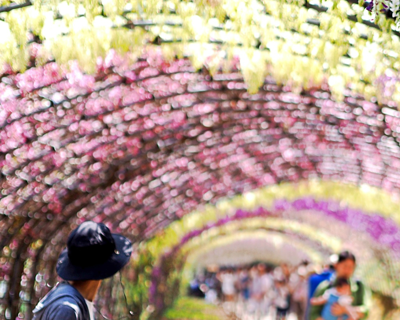 世界十大絶景，長達110公尺的夢幻紫藤隧道～九州河內藤園