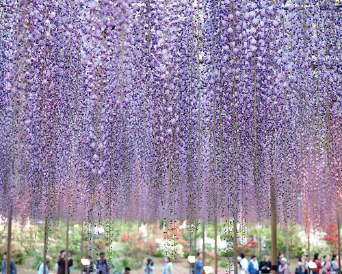 CNN評選十大夢幻旅行地點～日本足利花卉公園あしかがフラワーパーク